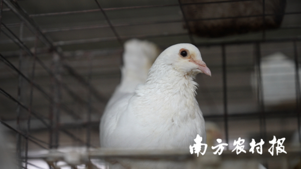 天美配资 今年10月动工！1.5亿元肉鸽屠宰中心项目落地清远英德青塘镇