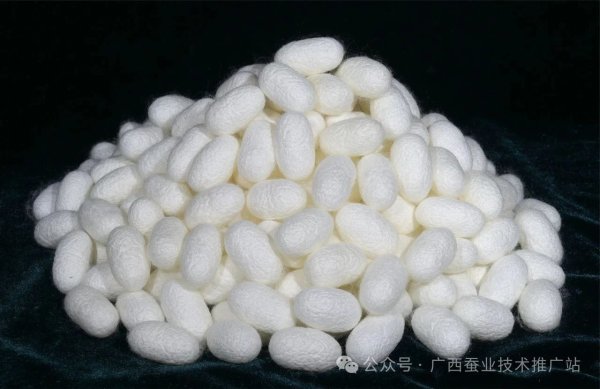 维海配资 家蚕品种“桂蚕8号”入选农业农村部2025年度农业主导品种