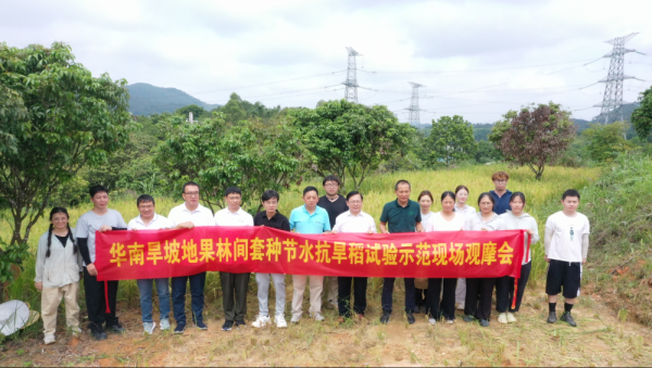 盈股网在线 华农开展旱地果林套种节水抗旱稻试验，亩产破700斤！